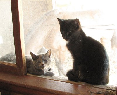 Lazarus and Trouble on the Window Sill