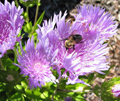 Bumblebee in a Purple Cup