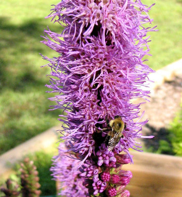 Bumblebee on a Purple Spike