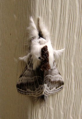 Furry Black and White Moth