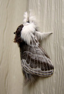 Furry Moth Side View