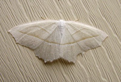Pale Moth