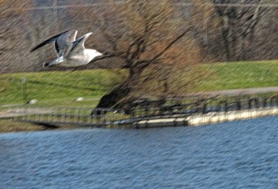 Ring Billed Gull in Flight