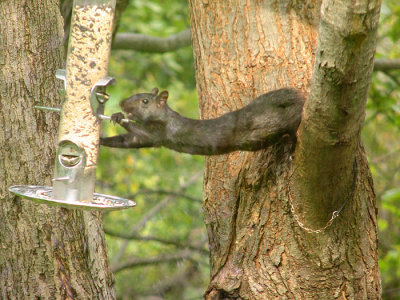 Black Squirrel Grabs the Feeder