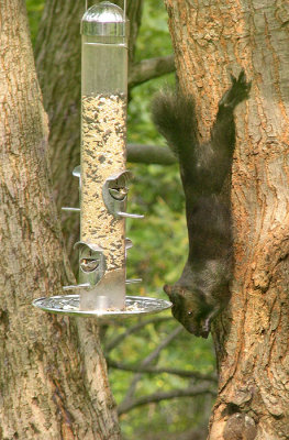 Black Squirrel Hangs Upsidedown to Eat