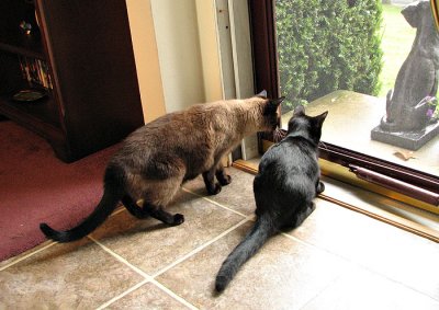 Simon and Satch Looking Out the Door