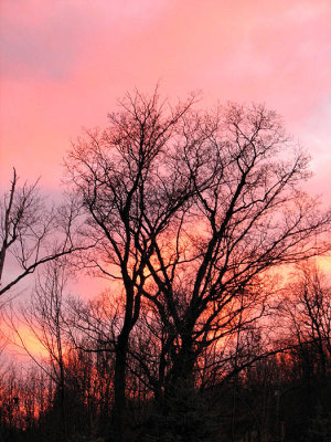 Sunset Silhouette