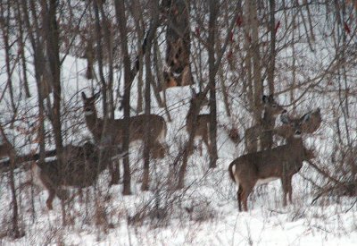Five Deer in the Snow