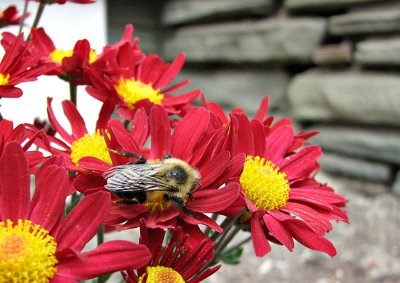 Autumn Bumblebee