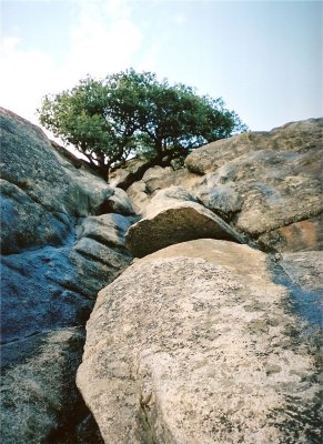 Yosemite tree and rocks