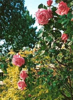 Oxfordshire Roses