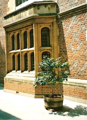 Hampton Court Palace, Window