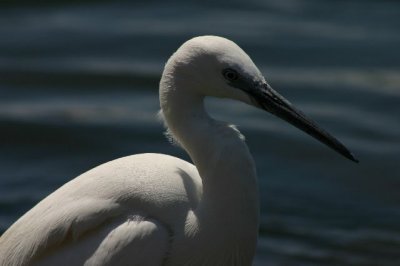 Little Egret.jpg