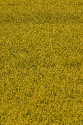 Mustard Seed.jpg