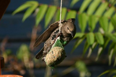 Common Starling (juvenile).jpg