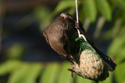 Common Starling (juvenile).jpg