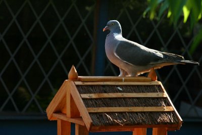 Common Wood-Pigeon.jpg