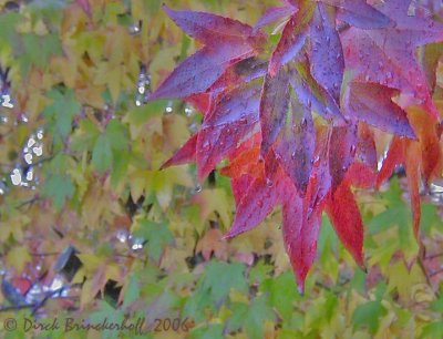 RedLeaves Highlight.jpg
