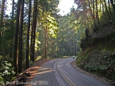 RedwoodsLit.jpg