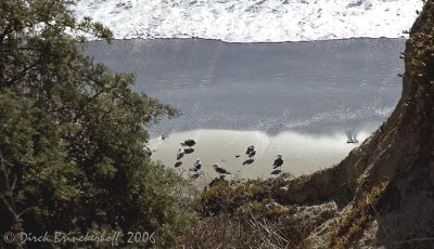 SeagullsOnSand.jpg