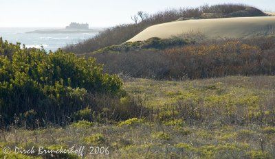 FieldDuneIsland.jpg