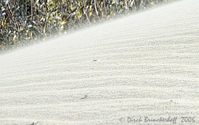 SandMigrating.jpg