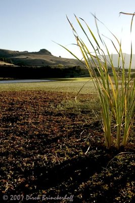 NicasioPond ReedShadows 049.jpg