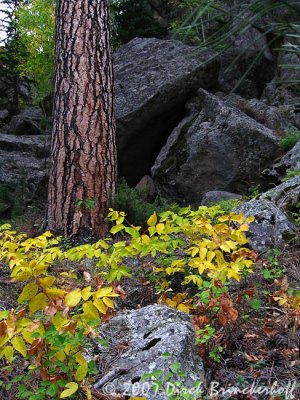 IMG_0382LeavesTreeRock.jpg