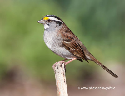 White-Throated Sparrow