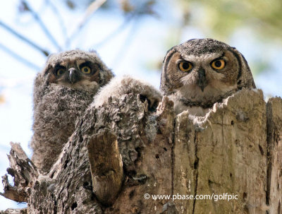 Great-Horned Owl and young at Mud Lake