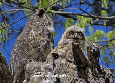 Great-Horned Owl and young at Mud Lake