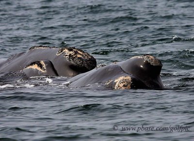 Right Whale courtship