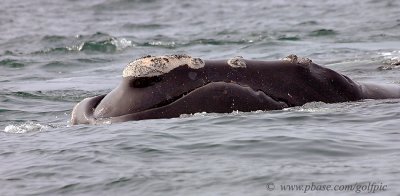 Right Whale