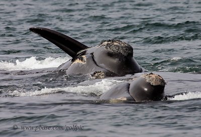 Right Whale courtship