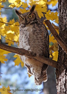 Great Horned Owl - Fall foliage