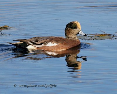 American Wigeon