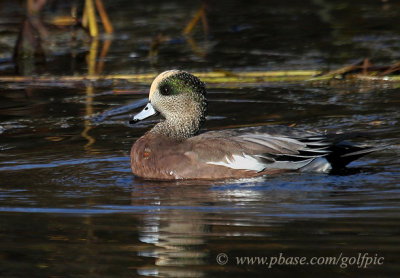 American Wigeon