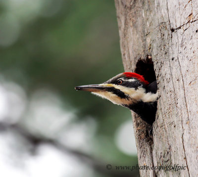 Pileated Woodpecker (juvenile female)