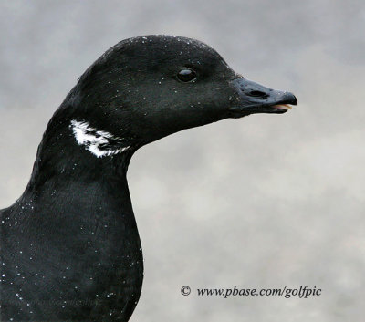 Brant (adult) in the rain