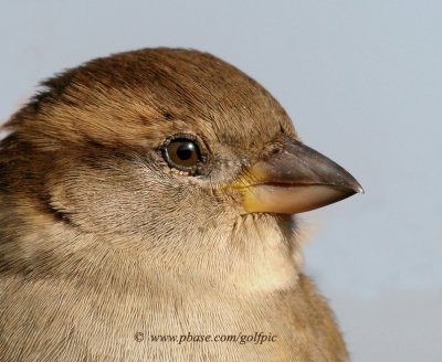 (the lowly) Sparrow close-up