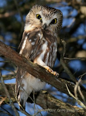 Saw-Whet Owl