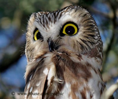 Saw-Whet Owl