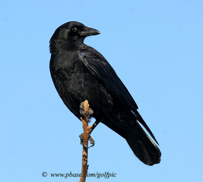 crow5.jpg
