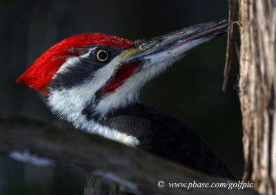 Pileated Woodpecker's Tongue