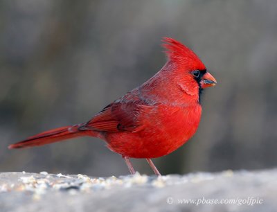 Cardinal (Male)