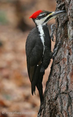 Pileated Woodpecker (Female)