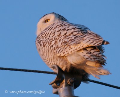 Snowy Owl