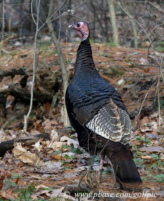 Wild Turkey [Dec. 17th]