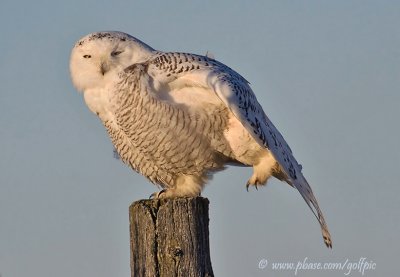 Snowy Owl