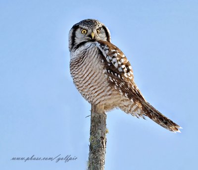 Hawk Owl on perch